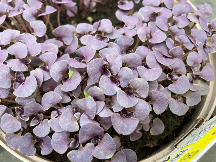 Seedlings of Basil Dark Red Opal